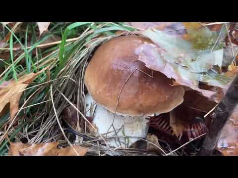 Boletus edulis Noviembre 2022. Euskal herria.