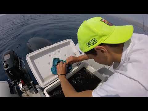 traina con il vivo in sicilia...dentice