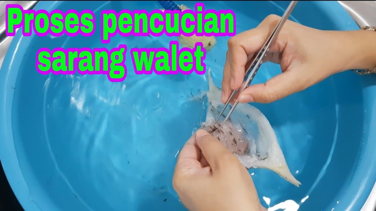 CARA MEMBERSIHKAN SARANG BURUNG WALET DALAM AIR || CLEANING BIRDNEST