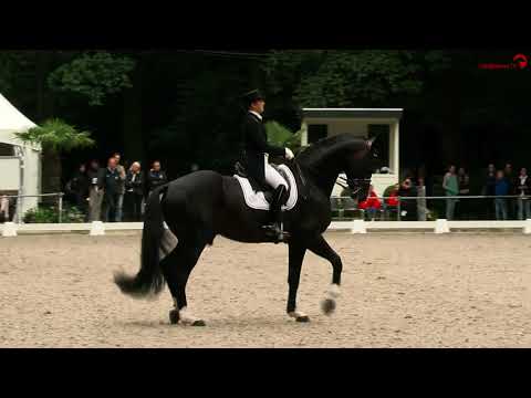 Benetton Dream FRH 1301 stallion show 2021