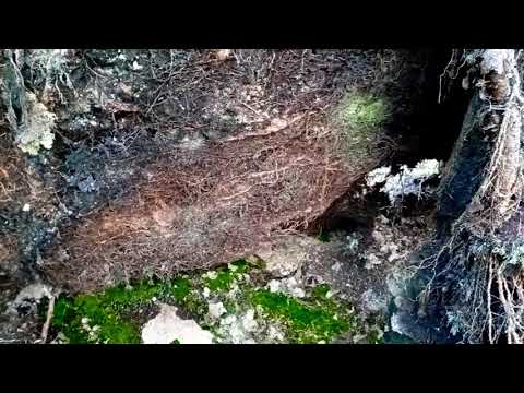 Käydäänpä kusella!