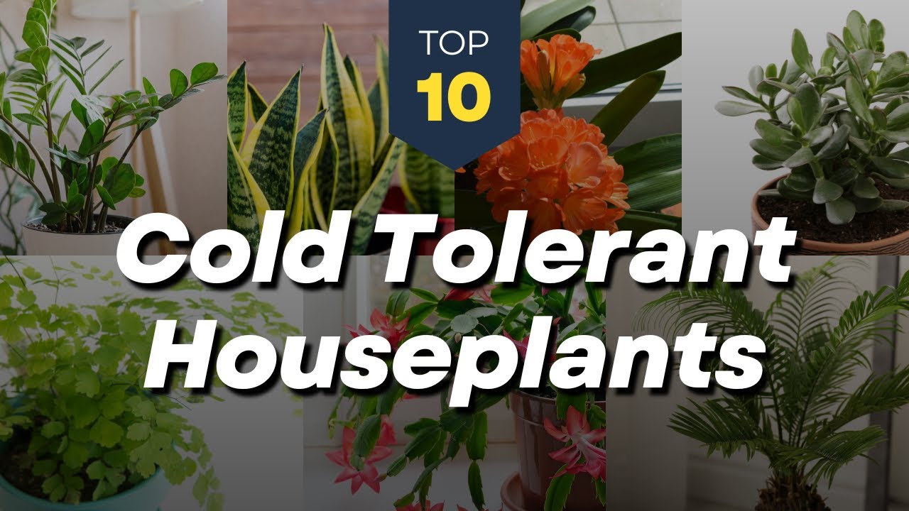 TOP 10 Cold Tolerant Indoor Plants ❄️🪴 Winter Houseplants 🏠