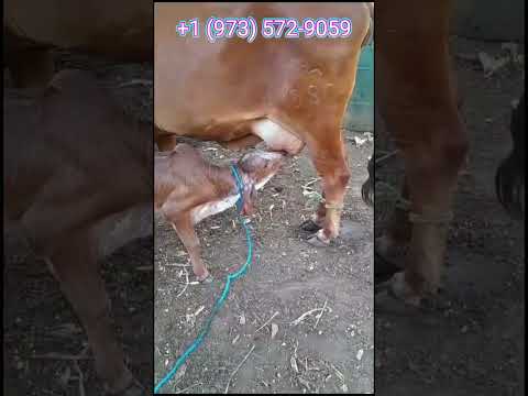 Ganaderia en San Ildefonso San Vicente | El Salvador en el Campo
