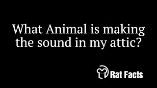 Rat Facts - What Animals are making noises in my attic - Animals in the Attic Brevard 321-614-6005