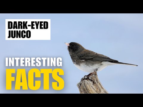 What Are the Most Fascinating Facts About Dark-Eyed Junco? | Interesting Facts | The Beast World