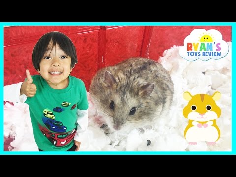 Ryan ToysReview first pet Buying Hamster from PetSmart