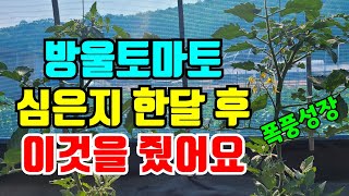 방울토마토 심은지 한달만에 폭풍성장했어요. 어떻게 관리하는지 알아볼께요. 지금쯤 필요한 영양제는 뭐가 있을까…