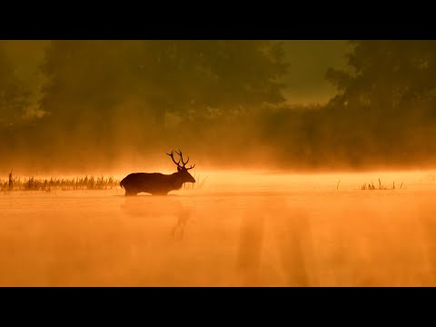 Hirschbrunft 2022 Rothirsche in der Oberlausitz