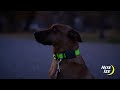 NiteDog collier pour chien lumineux XL 61-71 cm bleu | video 1