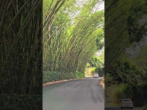 Rodovia na serra de Guaramiranga, no Maciço de Baturité, Ceará #guaramiranga #baturité #Ceará #serra