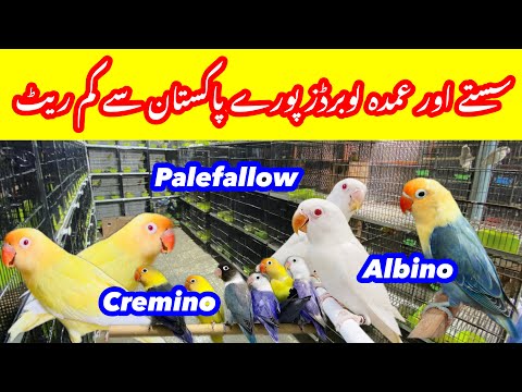 Lovebirds price in Sunday birds market Islamabad Peshawar mor h9#lovebirds #sundaybirdsmarket