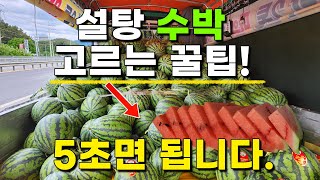 싱싱한 설탕수박 5초만에 누구나 고르는방법 이렇게 해보세요 - 수박고르는법 수박고르기 맛있느수박