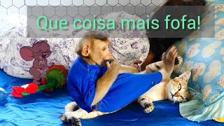 O Macaco e o Gato!  A Coisa Mais Fofa. Impossvel No Gostar. 