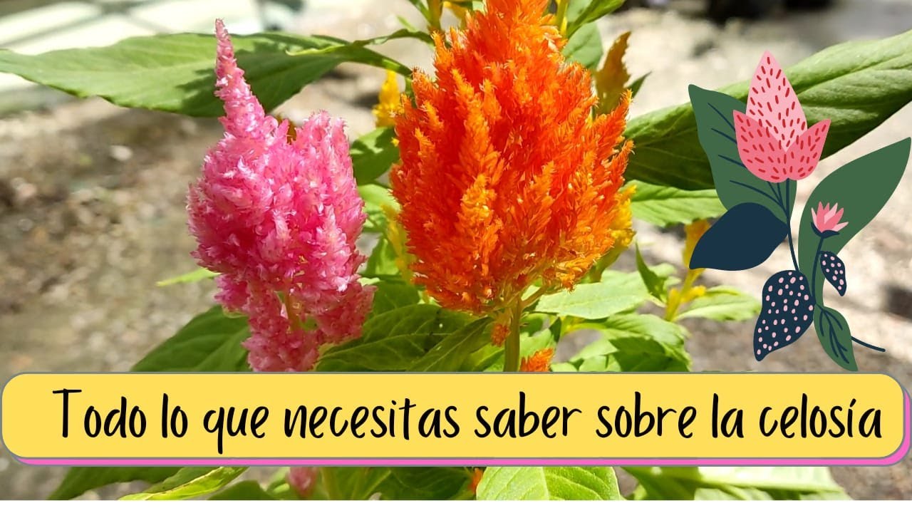 Watch Te Enseñamos en 1 Minuto TODO sobre la Celosia o Plumosa l Cuidados de plantas l Vivero Now Te Enseñamos en 1 Minuto TODO sobre la Celosia o Plumosa l Cuidados de plantas l Vivero