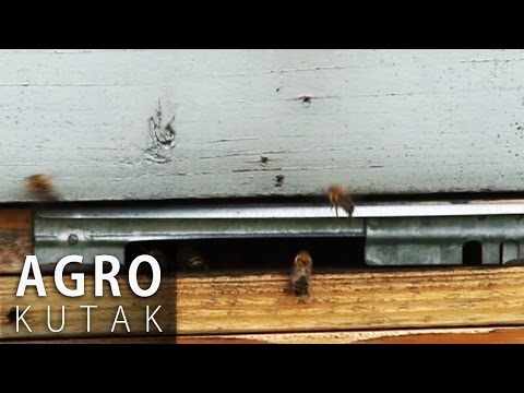 Agro Kutak 3 - Pčele
