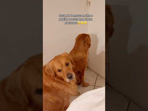 Quando è mezza notte e papino non torna😢🥺 #goldenretriever #dog #pets #shortvideo #shorts