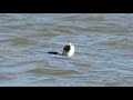 A Cormorant Eating A Flatfish At Crossness