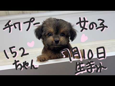 YouTube動画のサムネイル