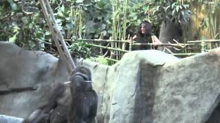 Maggot Twat - Raped By An Ape