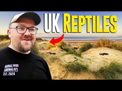 Searching For The UK's Rarest Reptiles