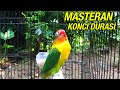 MASTERAN NGEKEK PANJANG UNTUK MENGONCI DURASI LOVEBIRD