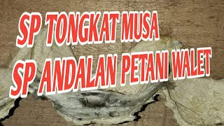 Download lagu 🔴Suara pemanggil burung walet tongkat musa sp terbaik sepanjang masa mp3 Download lagu 🔴Suara pemanggil burung walet tongkat musa sp terbaik sepanjang masa mp3