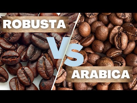The Difference Between ARABICA and ROBUSTA - The Two Best Friends that Hate Each Other