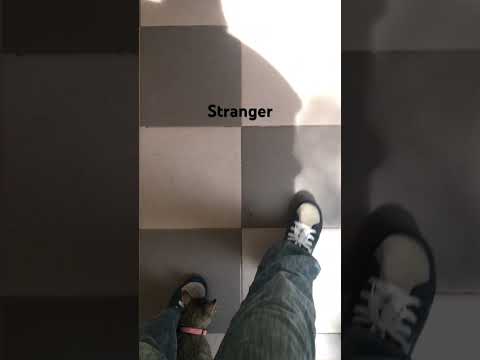 love this cat. #cat #cats #catlover #catvideos #catlovers