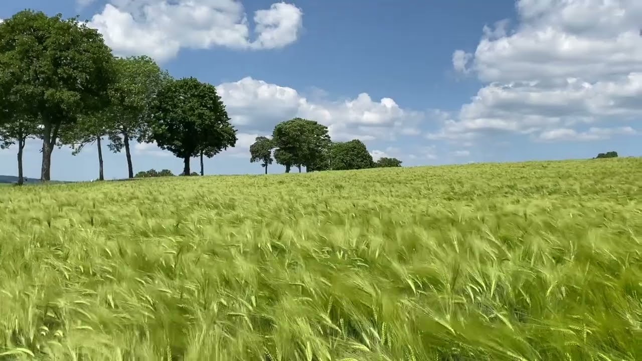 Wogende Ährenfelder - Die Schönheit des Sommers
