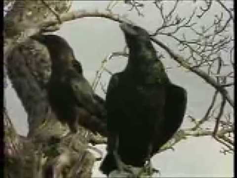 Arakain-Nechoď dál