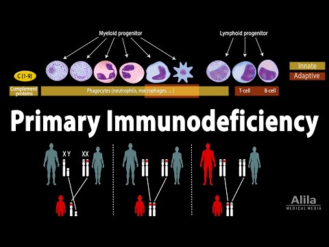 The Immune System Overview Animation