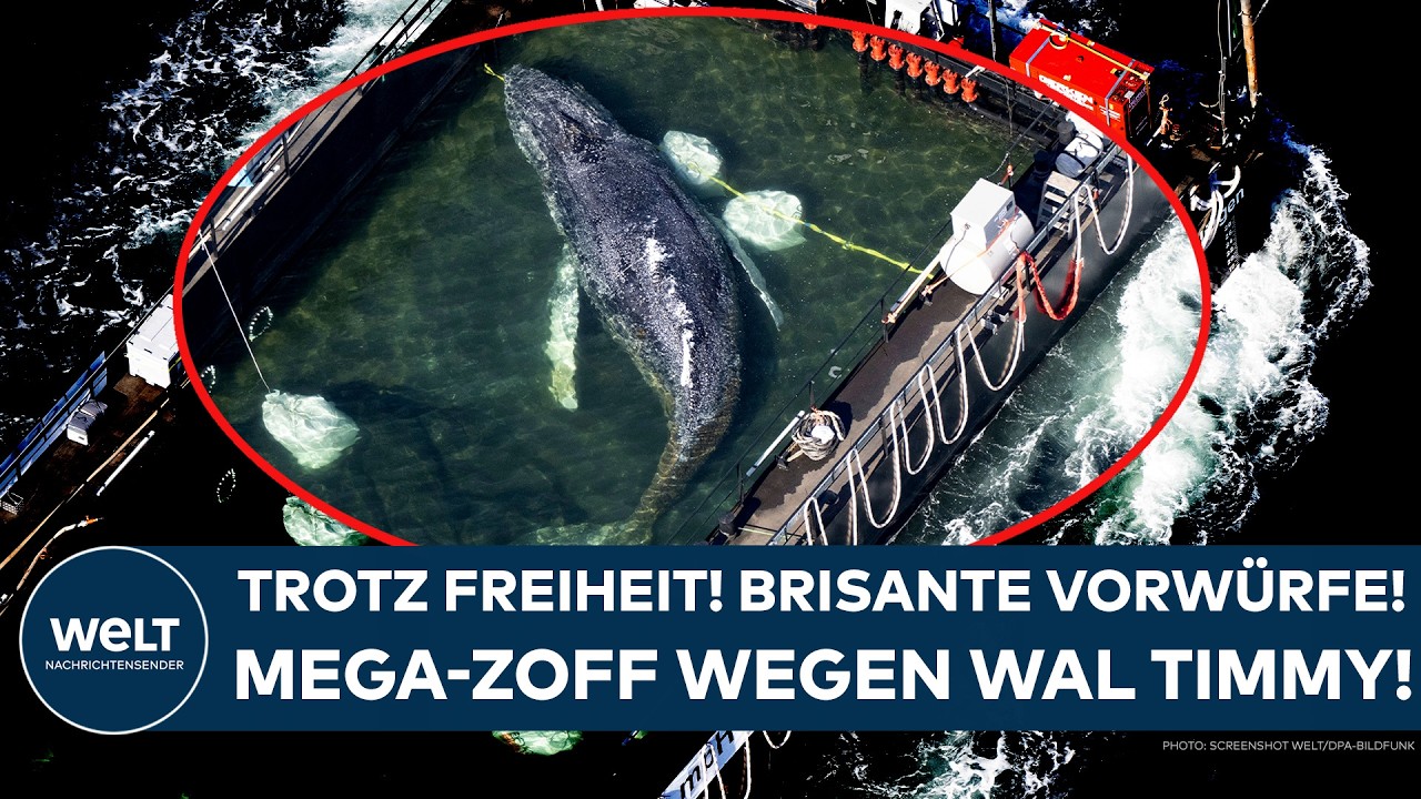 NORDSEE: Trotz Freiheit! Mega-Zoff wegen Wal Timmy! Brisante Vorwürfe gegen Besatzung des Schiffs!