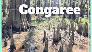 preview picture of video 'Congaree National Park'