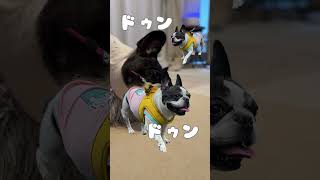 明日もフレブルと一緒に頑張ろ