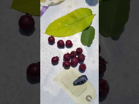 diferența dintre afinii canadieni si siberieni,frunză-fruct-gust-inălțime