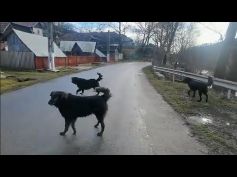 Sat autentic românesc la poalele munților. Am fost urmăriți de ditamai câinii! 😮