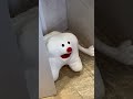Timothy Tooth Returns Tooth Teeth Dentist Toothpaste Funny Puppet Meme Memes Dental