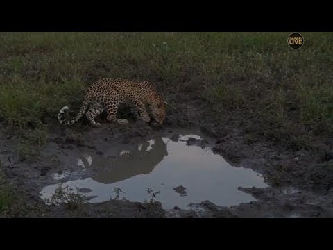 Djuma Private Game Reserve Live Stream - Young male leopard Thamba comes for another visit