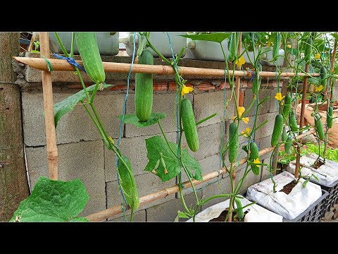 , title : 'good idea | How to Grow Cucumbers with Many Fruits at home'