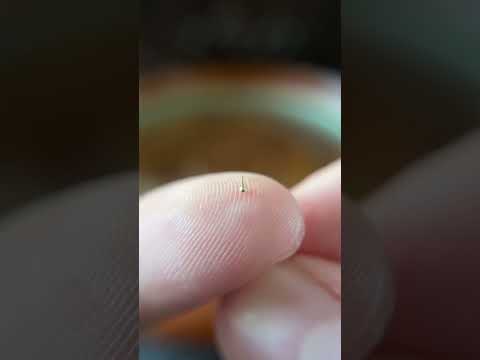 Smallest spinning top in the world! #mini #miniature #unboxing #guinessrecords