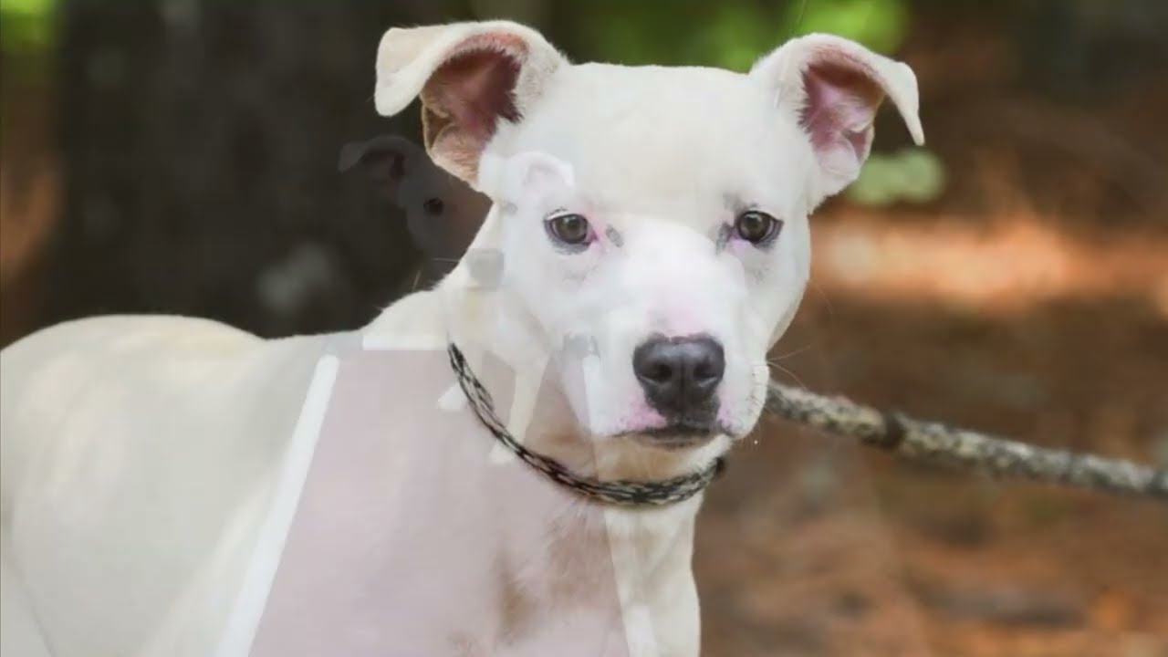 Halle #23025, a ADOPTABLE mixed breed in Monroe, GA video 3/3