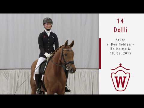 14 Dolli  Stute v. Don Nobless - Belissimo M