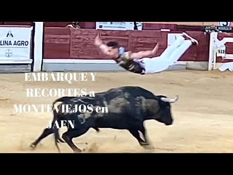 PATAS BLANCAS de MONTEVIEJO para RECORTES en JAÉN. EMBARQUE y FESTEJO.