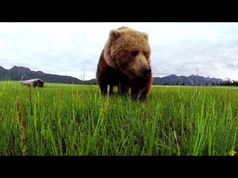 Grizzly Bear Extreme Close Up - Great Bear Stakeout - Episode 1 - BBC