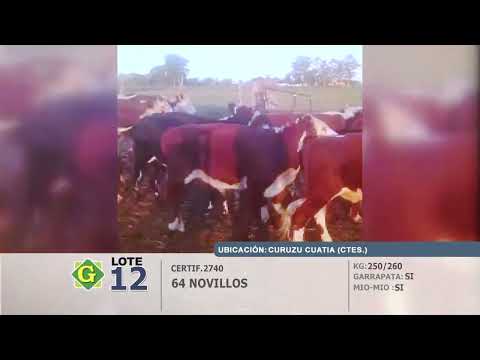 Lote Novillos