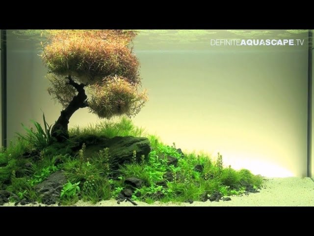 Aquascaping - The Art of the Planted Aquarium 2012 XL compilation