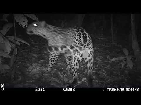 Finally a jaguar caught on camera in the reserve.
