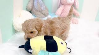 ハーフ犬の動画01