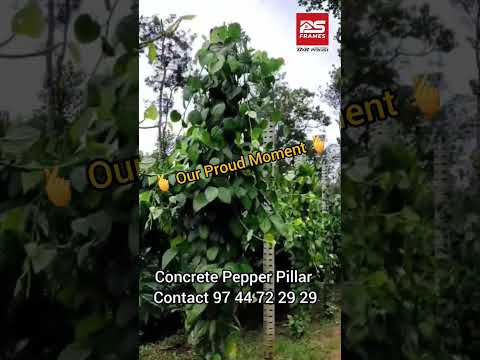 Pepper pillar foundation 155cm p-931, for fencing