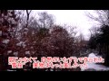 都心で積雪４cm　雑司ヶ谷に咲く奇跡の“雪桜”